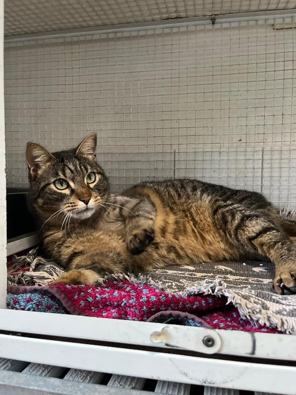 POLLO MICIO TIGRATO Foto 5